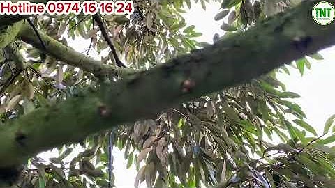 Vườn Sầu Riêng Bị Ngập Nước, Không Siết Nước Được Nay Đã Nhú Mắt Cua và Có Nhiều Tính Hiệu Tốt