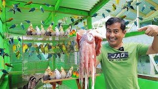 My 200 Pairs of African Lovebirds & Cocktiel Breeders  Discover my feeding methods for birds!