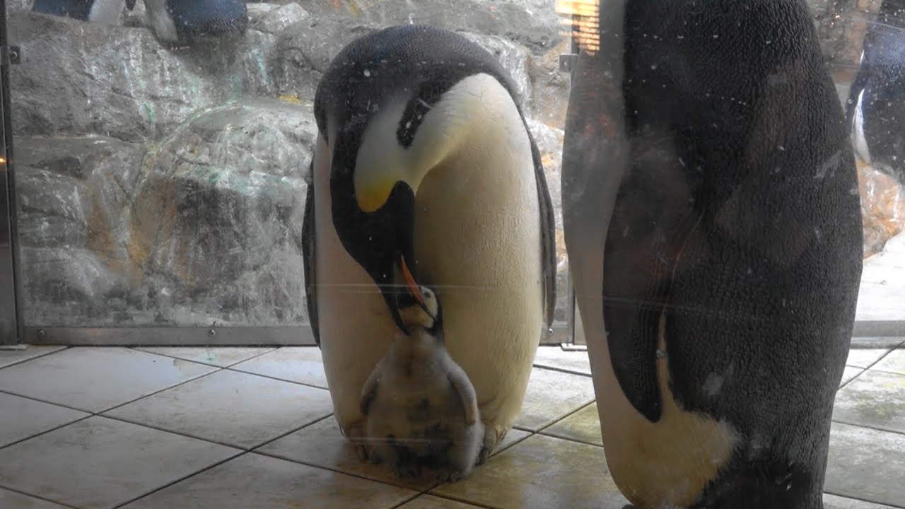 Emperor Penguin Chick 2020 