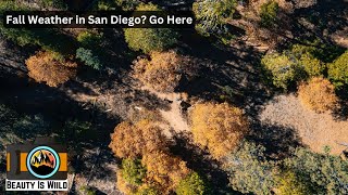 Top Fall Hikes in San Diego: 5 Places for Scenic Trails and Autumn Vibes!