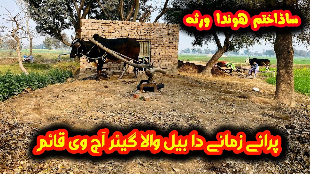 Punjabi farming style | Gear Toka machine in Punjab village | Traditional and old Punjab