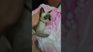 sweet spoiled siamese cat by Siam Cat Fam 33 views 2 years ago 1 minute, 1 second