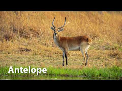 Kob Antelope Sounds