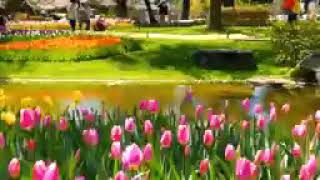😍🌷Such a Gorgeous Tulip Flower Park!🌷😍