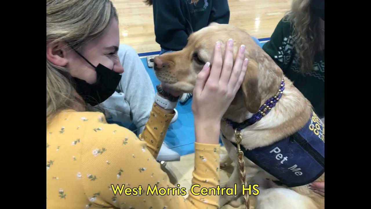 Story AKC Therapy Dog YouTube