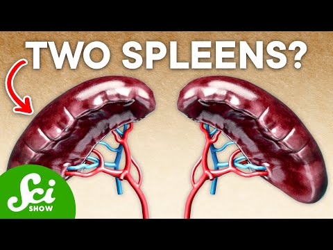 20% of Humans Have an Extra Spleen—Here's Why thumbnail