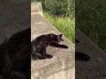 Black Cat Sunbathing by the Sea