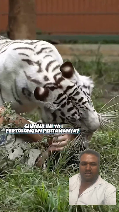 #tiger #animals #bigcat #whitetiger #harimau #alshad #alshadahmad #duet #stitchtricks #lionfunny