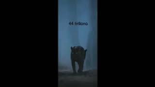Cllevio - 44 Triliona ( Song)