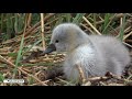 Swan Chicks First Swim - 1 Cygnet get’s left in nest