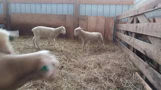 Separating Lambs from Ewes Day