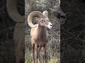 Bighorn Sheep Close Encounter in the Wild