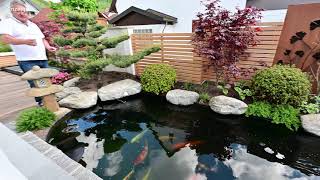 Modern Koi Blog #4550 - Ein toller 20.000 Liter Privatteich mit Panoramascheibe am Esstisch
