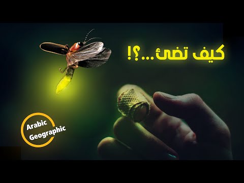 فيديو: الذهاب بعيدا ممسحة