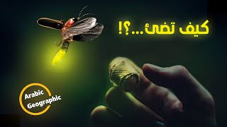 الحشرات المضيئة من معجزات الخالق | الحيوانات والحياة البرية