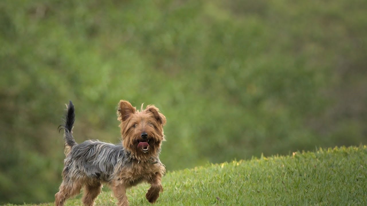 A Celebration of Yorkshire Terriers Historical Stories and Legends