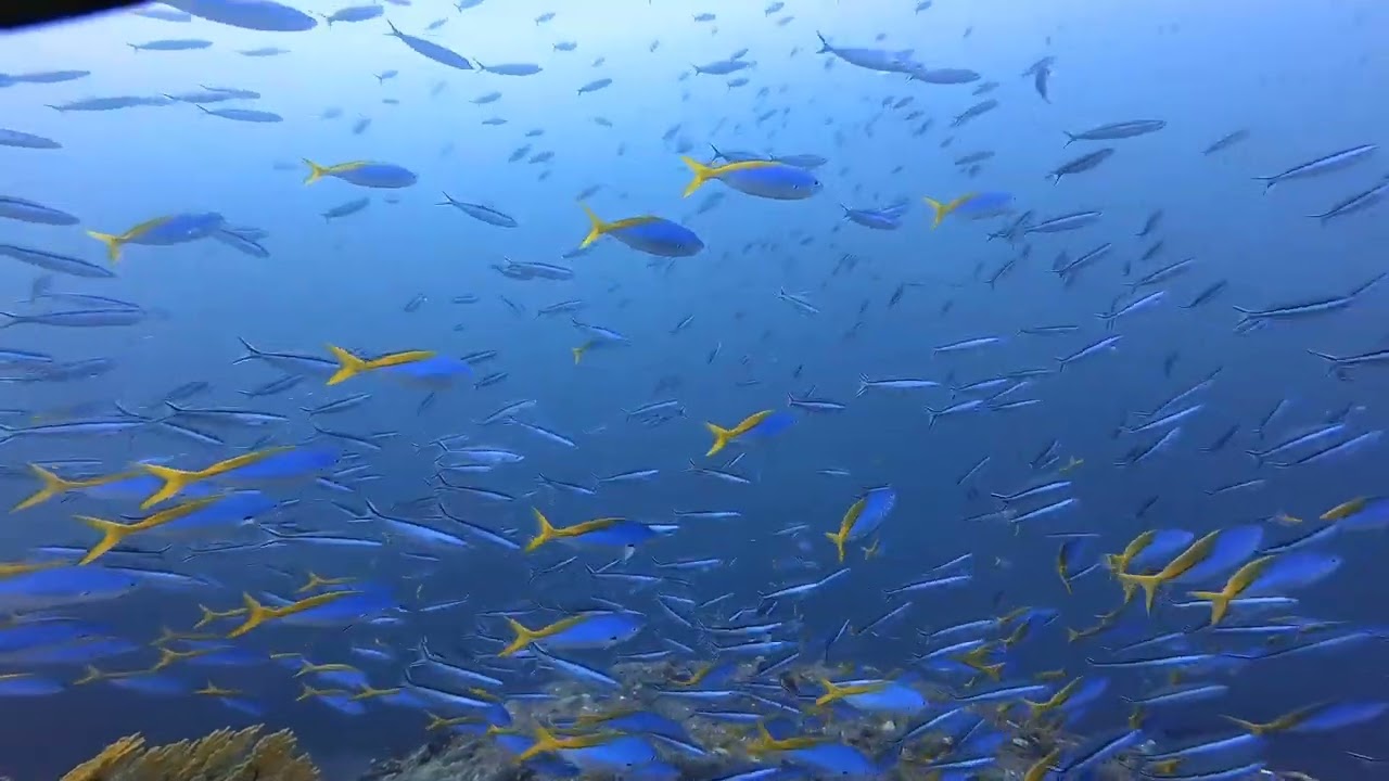 下曽根 ウメイロモドキなど Youtube