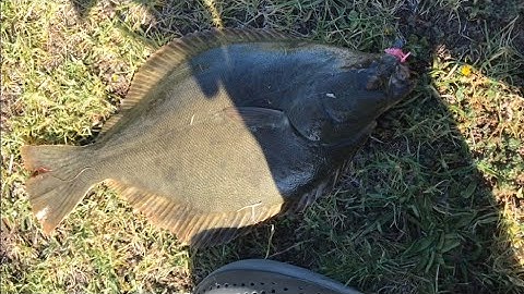 Flounder fishing with lure in Auckland
