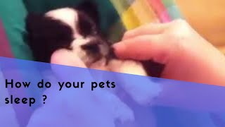 How do your pets sleep ?