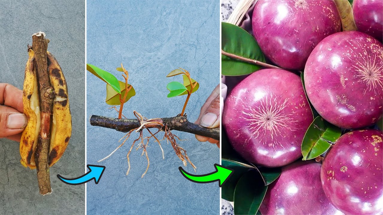 Best Method How To Grow Star Apple Tree In Banana Fruit YouTube