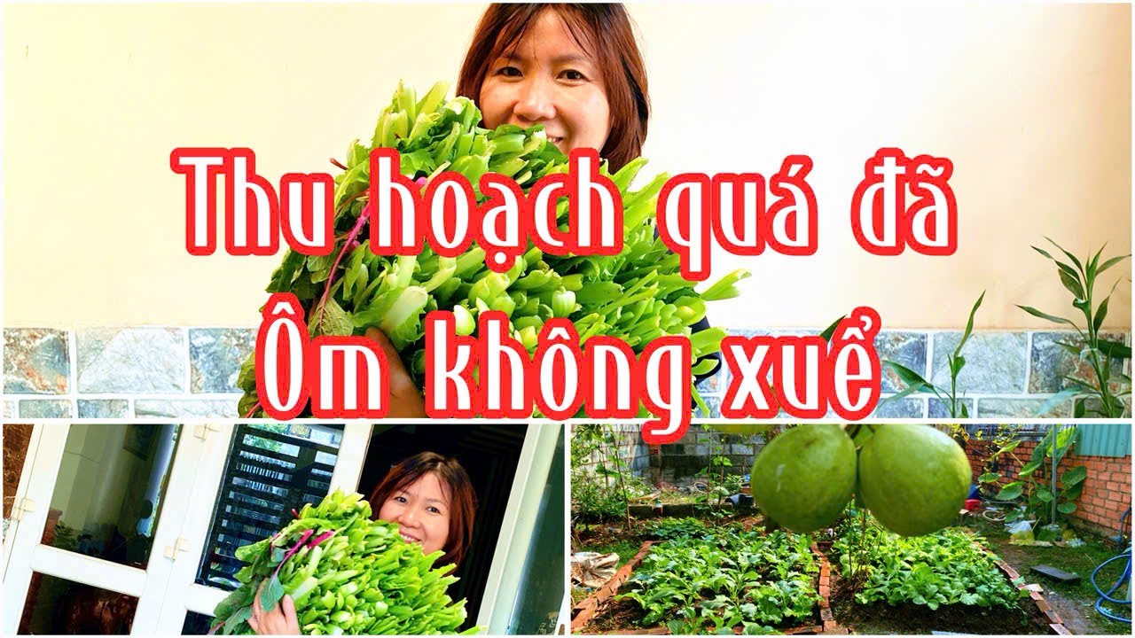 Làm Vườn: Thu Hoạch Quá Đã #lamvuon #homegarden #homegardening #gardenharvest #greenlifestyle