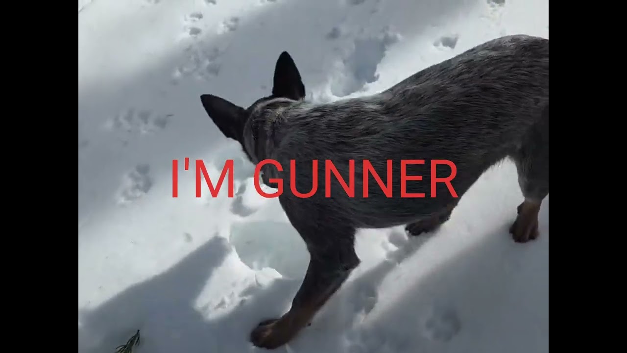 SH!T SHOW SNOW RUN TO BILEDO CABINS