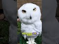 Why Snowy Owls Look So Cute But Angry 🦉 #SnowyOwl #AnimalFacts #Wildlife