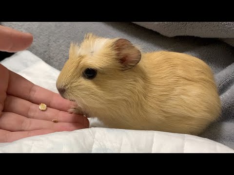 【モルモット】生後1ヶ月のモルモット🐹🍼／モルのロボットダンス？🤖🌀【癒し】
