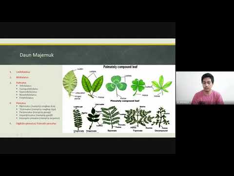 Video: Apakah daun dalam botani?