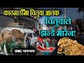 काठमाडौँमा एकाएक बाघ छिरेपछि,भागाभाग भयो हेर्नुहोस्।A leopard was seen in Kathmandu। leopard attack