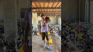 Poultry farm pr virus 🥲🐣 #poultryfarm #minizain #minivlog #viral #chicks #shorts