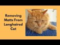 Removing Matts From Longhaired Cat With Belly Clip @Love Cats Groomer