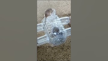 Easy Plastic Bottle Mouse Traps / Simple Creative Idea 2021 Part 02