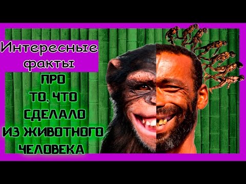 Интересные факты про то, что сделало из животного человека.