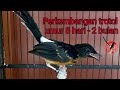 Perkembangan Trotol Murai Batu Umur Hari Sampai Umur Bulan Mp3 - Mp4 Download