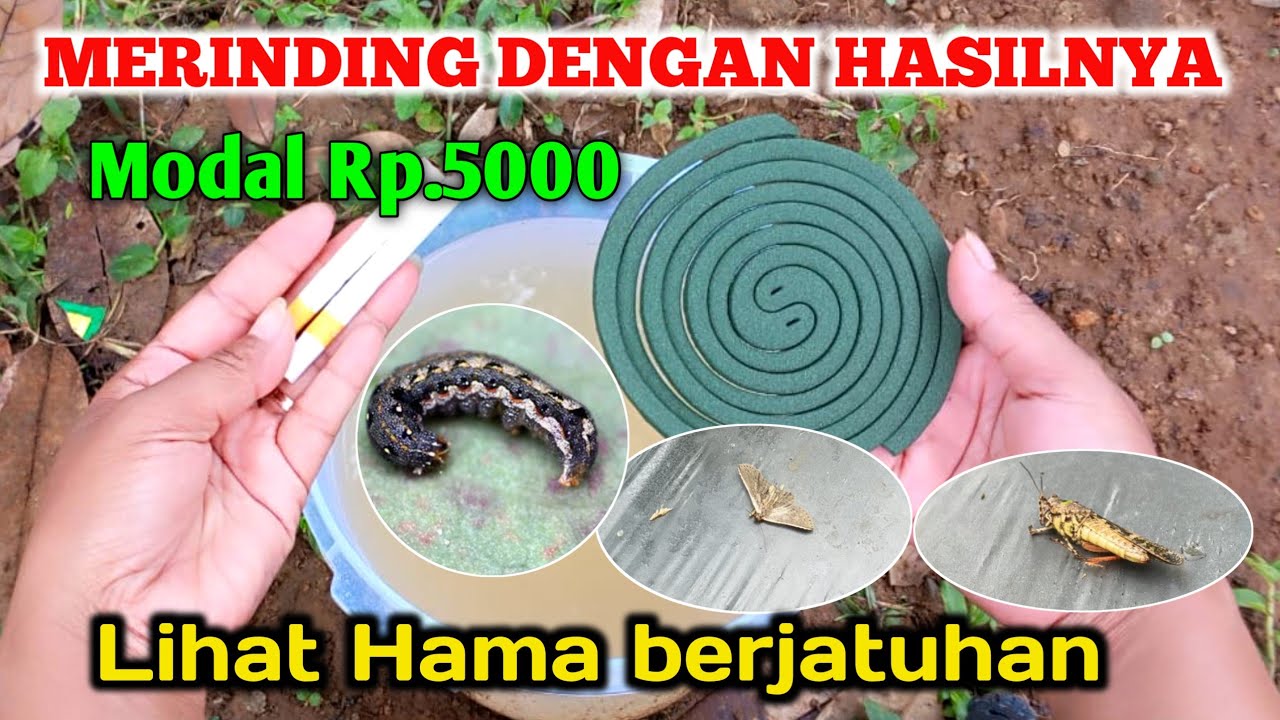 TERKEJUT MELIHAT HASILNYA SELAMAT TINGGAL HAMA ...Cara mengatasi hama ulat pada tanaman cabai