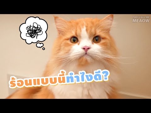 วีดีโอ: วิธีช่วยแมวหายร้อน