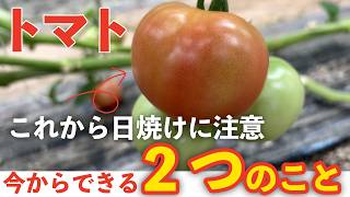 Tomato] That tomato might stay green - YouTube