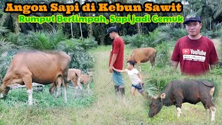 Aktivitas Sore Hari di Kampung, Angon Sapi di Kebun Sawit, Rumputnya Berlimpah Sapi Jadi Gemuk