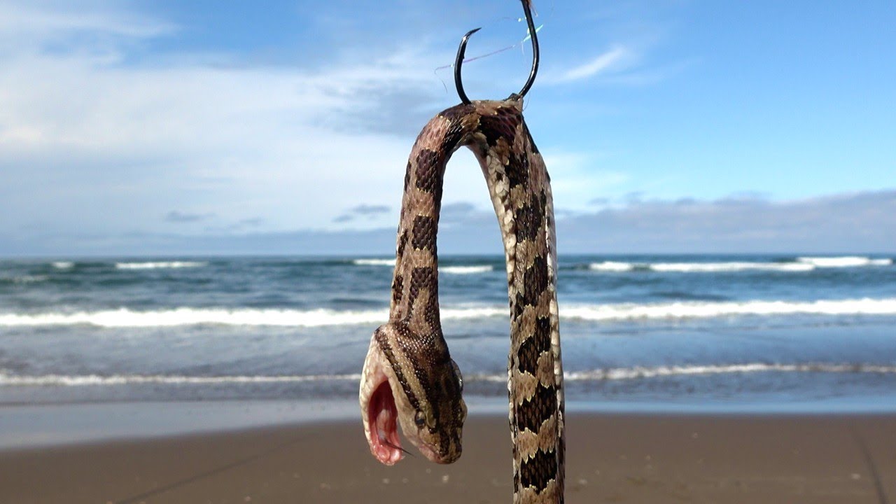 沖縄のハブを北海道の海にぶち込むと…