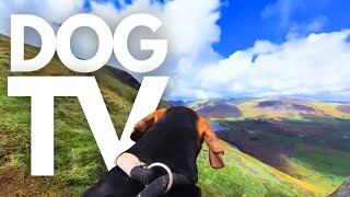 GoPro DogTV | 5hrs Of Breathtaking Mountain Dog Walks ⛰️🦮 Dog Point-Of-View