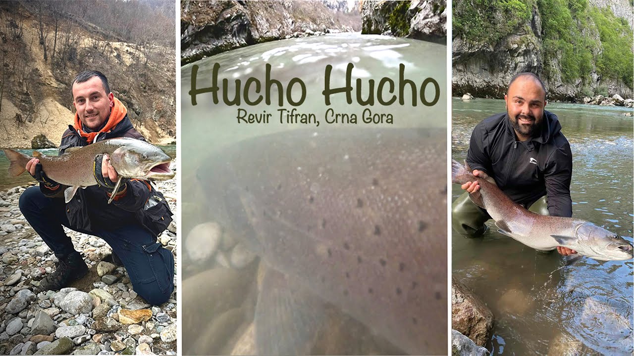 Mladica sa Lima - Revir Tifran - Hucho Hucho Fishing