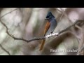Birding Oman