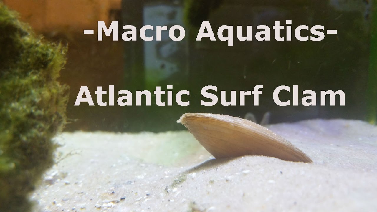 Atlantic Surf Clam Burrowing YouTube