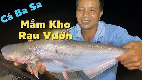 Đêm Nay Ngâm Lưới Cá Sủ Dính Được Cá Ba Sa Nấu Mắm Kho Rau Vườn | Cù Lao Dung Vlogs #785