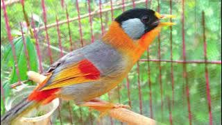 Chim ngũ sắc / luyện giọng ngũ sắc mồi hót hay / kích ngũ sắc hót hay / tsheeb quaj