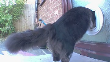 In or out? - 😻🐈‍⬛ Mr. Darcy, handsome tuxedo cat feat. Grigio 🐈