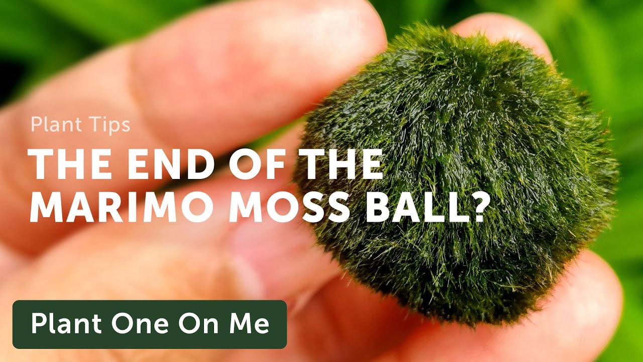 Caring for Marimo Moss Balls - Sunday Gardener