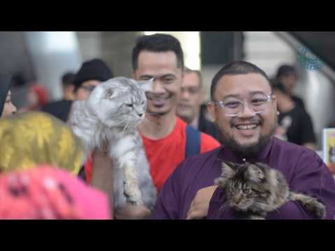 Video: Pemegang Rekod Di Kalangan Kucing