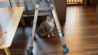 人見知りせず業者さんと一緒に家の点検をする猫 ノルウェージャンフォレストキャットSociable cat. Norwegian Forest Cat.